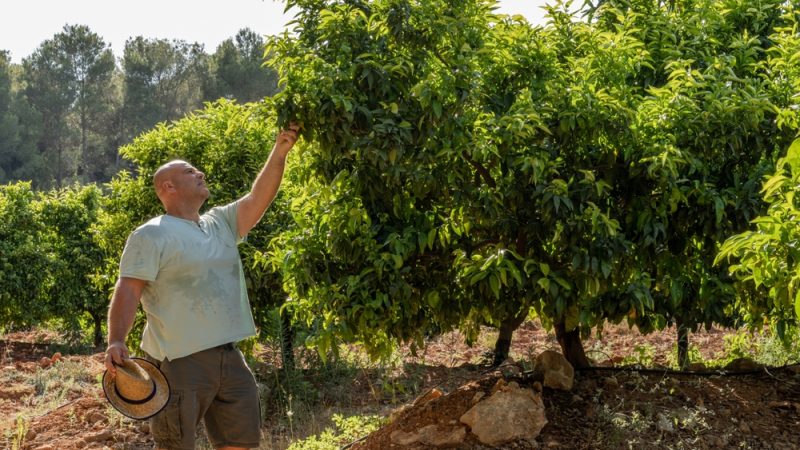 A nova revolução agrícola da Ásia: plantando um futuro de alta tecnologia