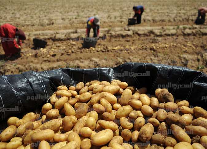 エジプトの農業輸出は年初から400万トン近く