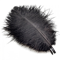 Black Ostrich Feathers