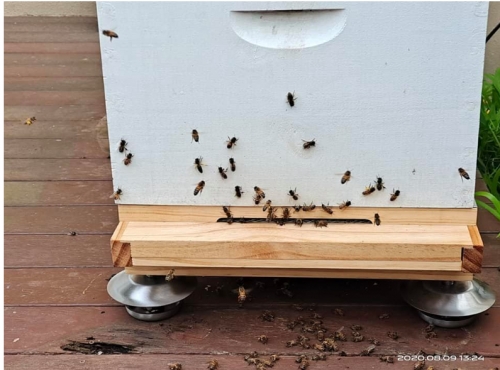 Anti Proof Hive Feet Beehive