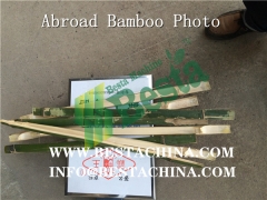 Abroad Bamboo Photos