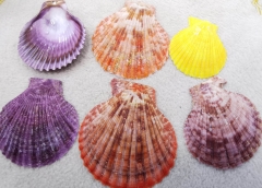 Wholesale 10pcs Natural UK Scallop Shells Washed Natural Scallop Shell jewelry for yellow-purple-oranger-brown-red color beads