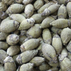 Freeze-dried Areca-nut