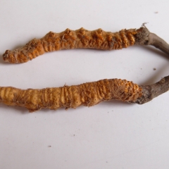 Freeze-dried Cordyceps