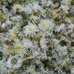 Freeze-dried Chrysanthemum
