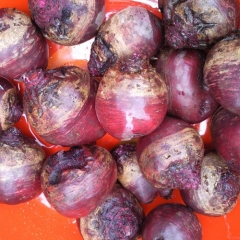 Freeze-dried Beetroot
