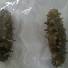 Freeze-dried Trepang