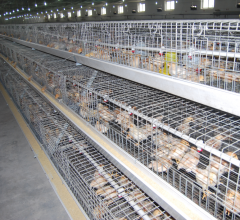 A Type Pullet Cage