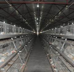 A Type Broiler Cages