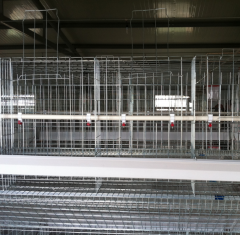 A Type Breeder Chicken Cages