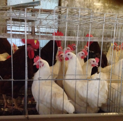 A Type Breeder Chicken Cages