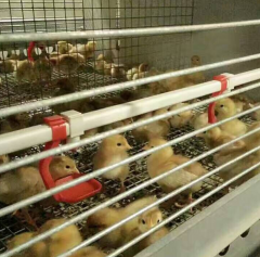 H Type Pullets Cages