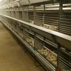 H Type Pullets Cages