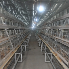 A Type Pullet Cage