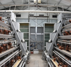 A Type Automatic Chicken Equipment