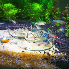 Glass Shrimp Feeding Dish Fish Feeder