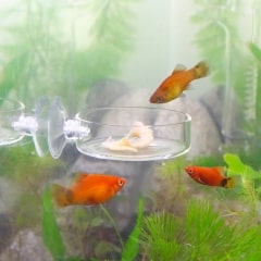2pcs Glass Shrimp Feeder Dish with Suction Cup
