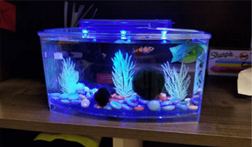 Triple Betta Tank avec lumières LED