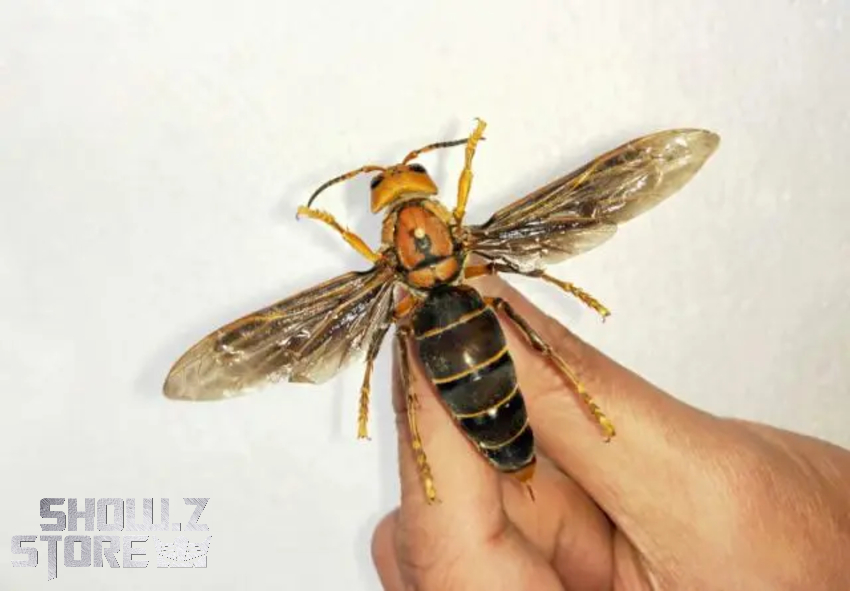 Robot Toys RT-D02 Transformers Beast Wars Beedrill Waspinator - View 2 Robot Toys RT-D02 Transformers Beast Wars Beedrill Waspinator - View 2