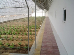 Energy Saving Sunlight Greenhouse