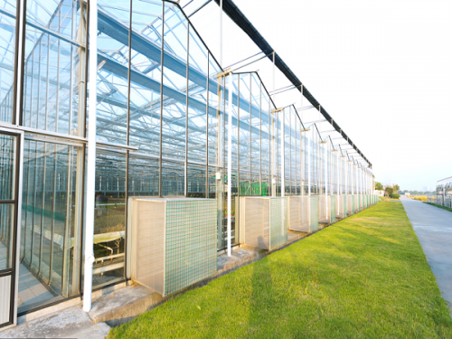 Venlo Multi-Span Greenhouse
