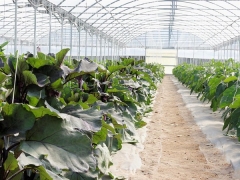 Arched Multi-Span Greenhouse