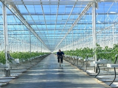 Venlo Multi-Span Greenhouse