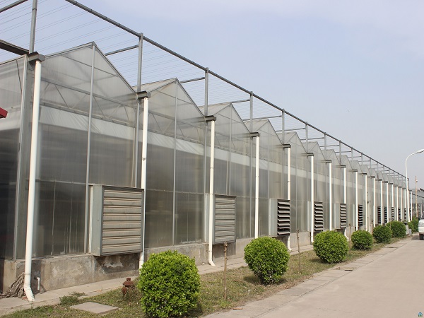Venlo type greenhouse project in Beijing city