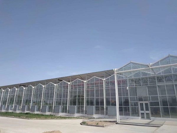 Dongying city venlo type glass greenhouse