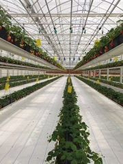 Vertical strawberry planting for America Client