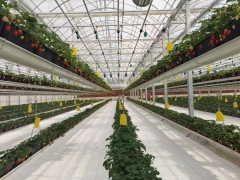 Vertical strawberry planting for America Client