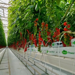 tomato hydroponics greenhouse for Canada client