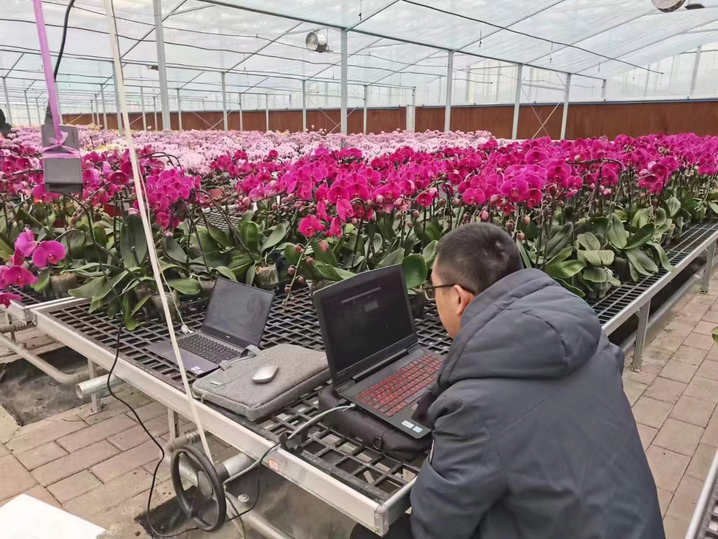 Flower Greenhouse for Vietnam Client