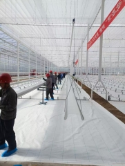 Dongying city venlo type glass greenhouse