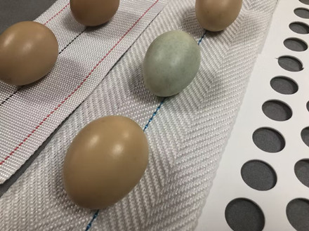 Птицеводческие яичные ремни Перфорированный яичный ремень