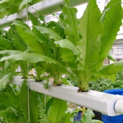 Hydroponic PVC Pipe Model:Rectangle Pipe 100*50mm/hydroponic grow tubes,pvc pipe hydroponics,hydroponic tubing,pvc hydroponics tower,vertical hydropon