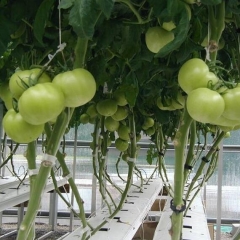 hydroponic grow tubes- HUSU design new system for you