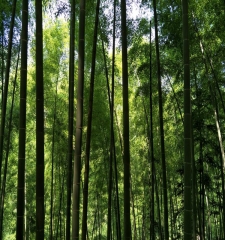 panda dried bamboo shoot whole