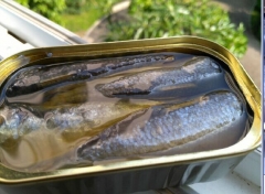 Canned Sardine in oil