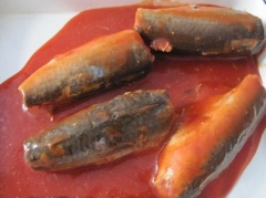 Canned mackerel in tomato sauce/in brine/in oil