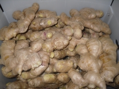 Air dried ginger