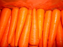 Fresh Carrot