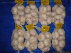 Normal White Garlic, 500gx20bags/carton
