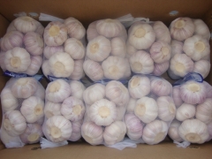 Normal White Garlic, 500gx20bags/carton