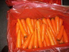 Fresh Carrot