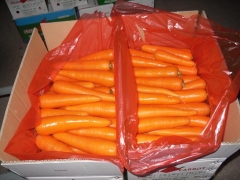 Fresh Carrot