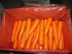 Fresh Carrot