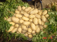 Fresh Potato