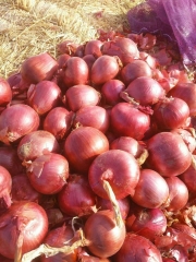 Deep Red Onion