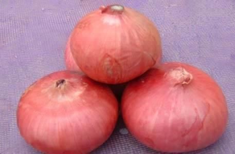 Pink Red Onion